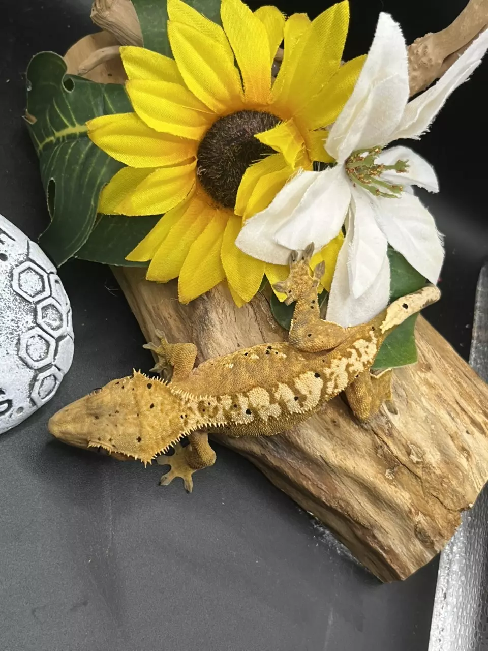 plant/Lilly pairing 7/3/24 - orange based dal female Harle 33g-0