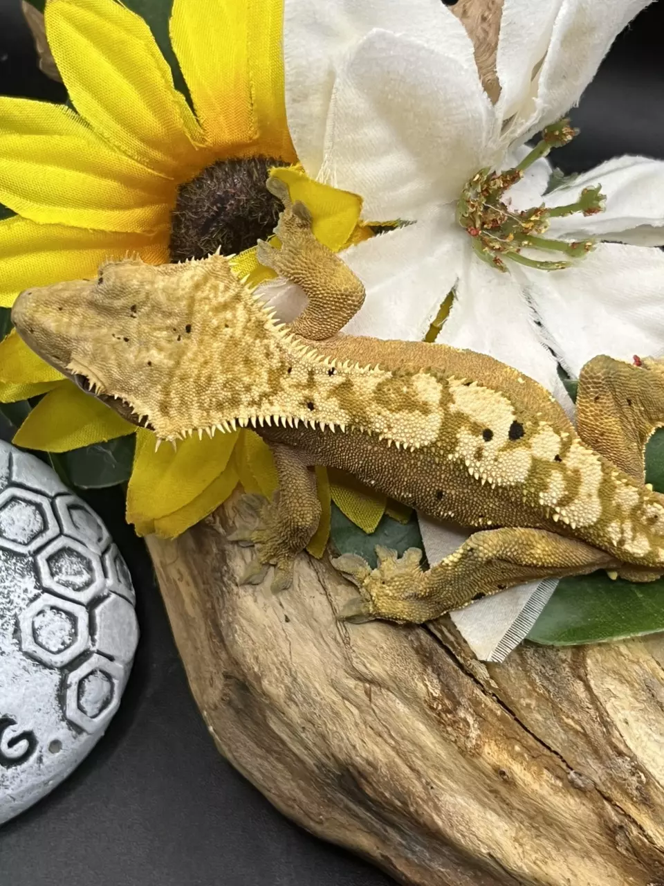 plant/Lilly pairing - orange base male harle Dalmatian 7/3/24 34g-3