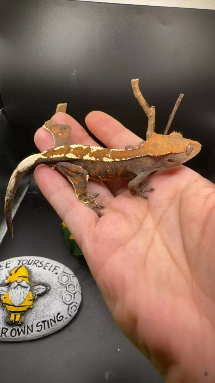 plant/W x g 4/26/25 cap-0