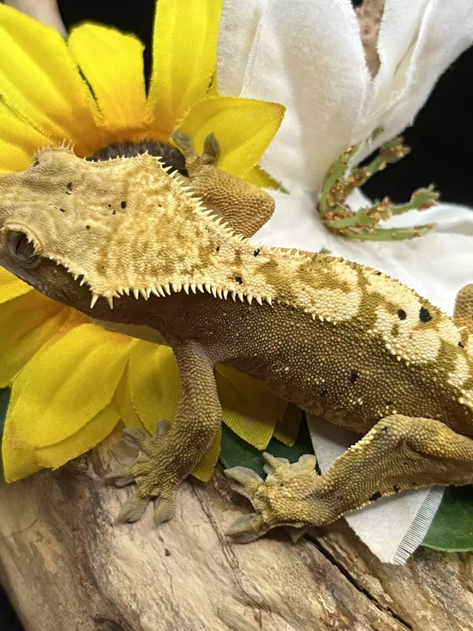 plant/Lilly pairing - orange base male harle Dalmatian 7/3/24 34g-0