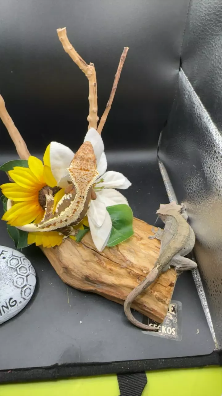 plant/Proven male Cap 35g lw almost rtb 34g pair-0