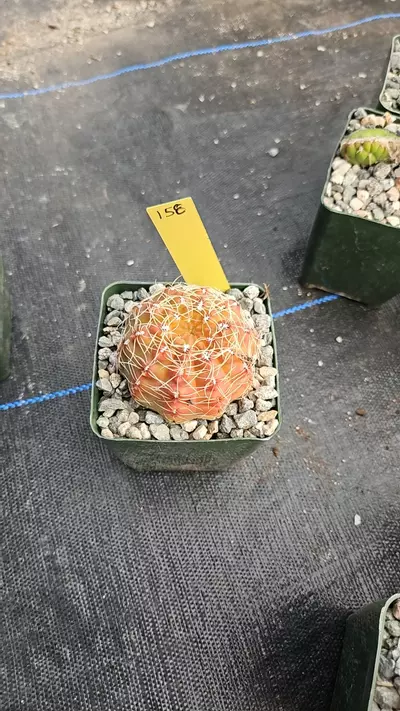 plant/Baldi ei-0-thumbnail