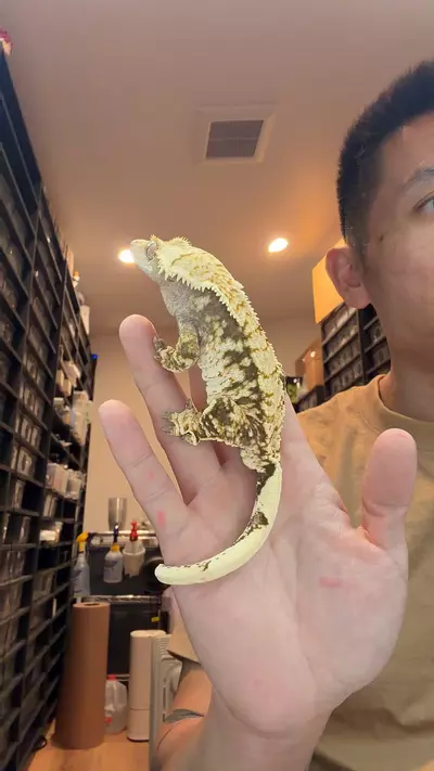 plant/45g male rtb ghost x frost line-0-thumbnail