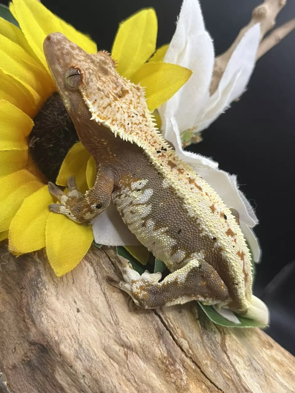 plant/lw tricolor female 7/4/24 34g-3