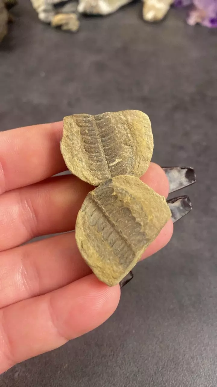 plant/Knob Noster Fern Pair-0