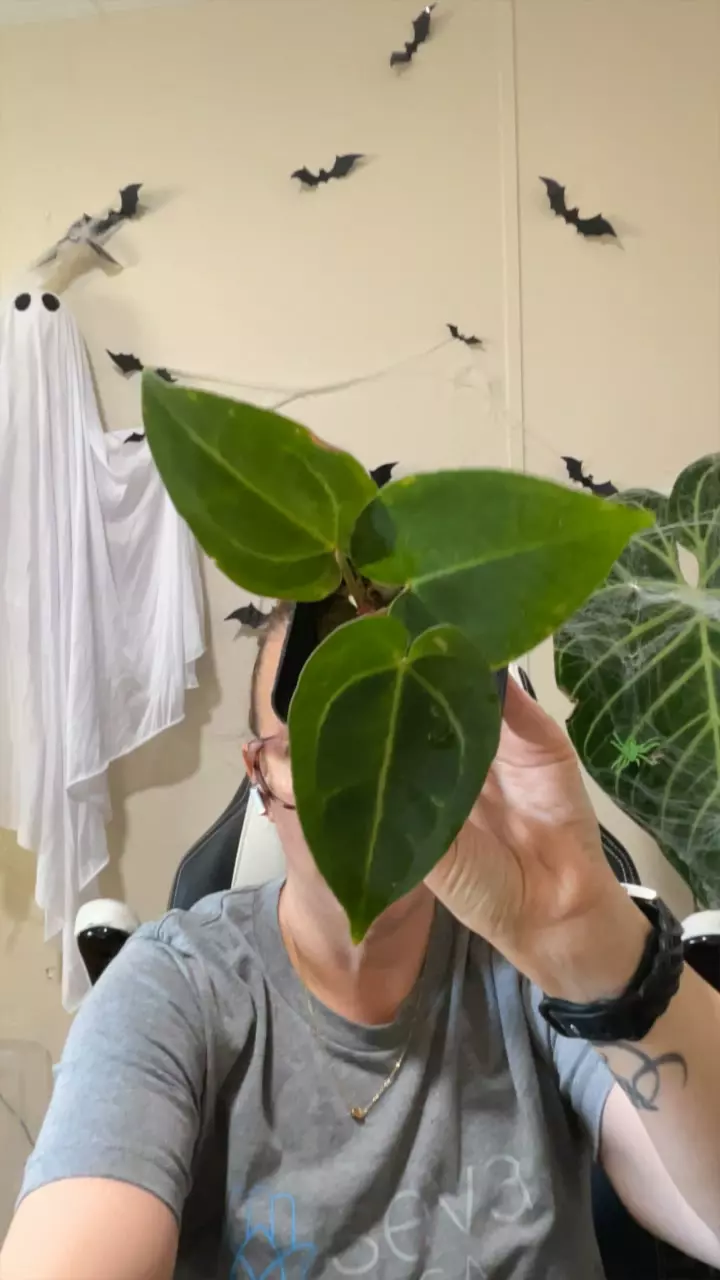 plant/Snake Oil 2.0-0