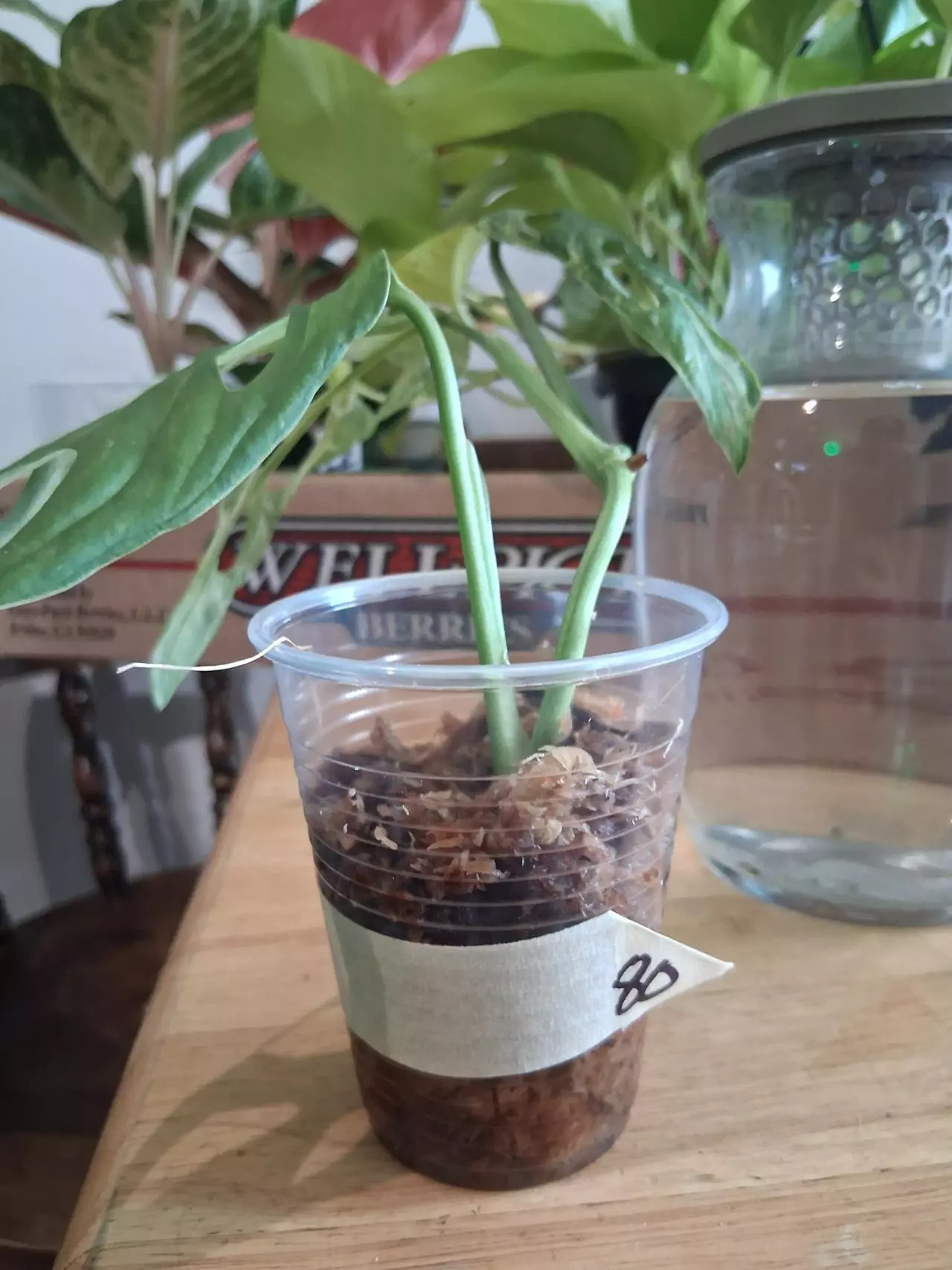 plant/80 Adansonii Mint Monstera-0