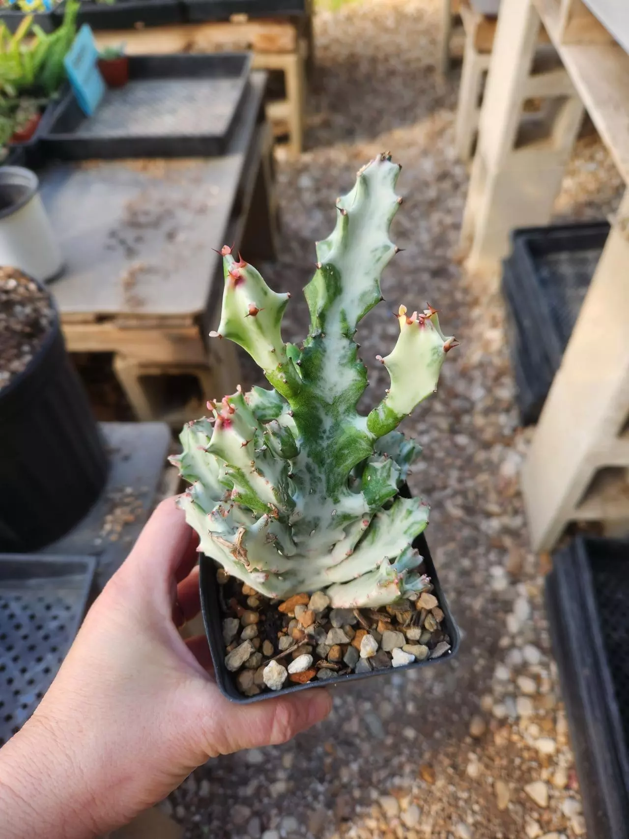plant/Euphorbia lactea variegated crest-0