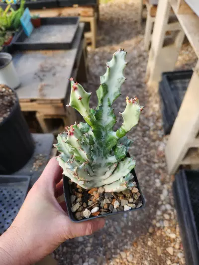 plant/Euphorbia lactea variegated crest-0-thumbnail