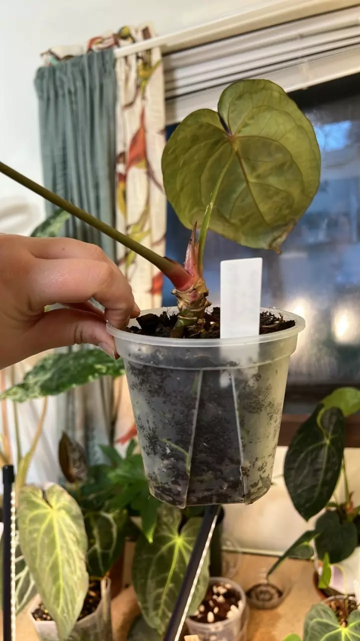 plant/Anth Red Mag x Michelle-1