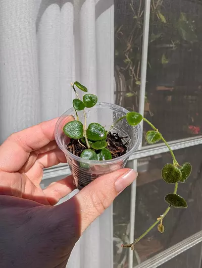 plant/Hoya-0-thumbnail
