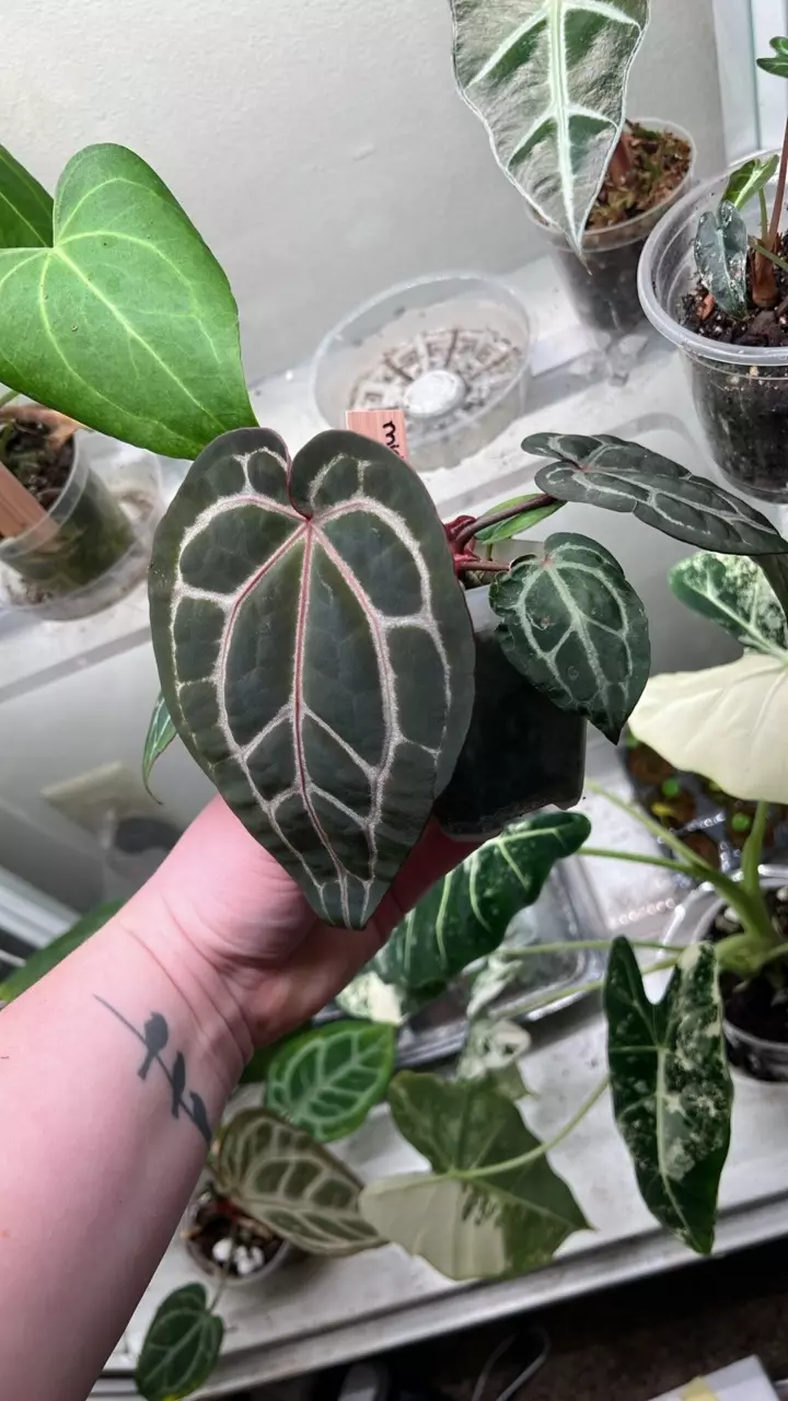 plant/Anth Michelle-1