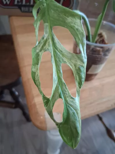 plant/80 Adansonii Mint Monstera-2-thumbnail