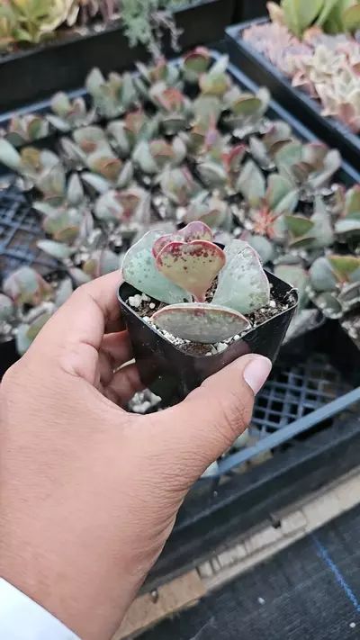 plant/Heart adro gc-0-thumbnail