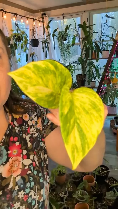 plant/Pothos variegated neon-0-thumbnail