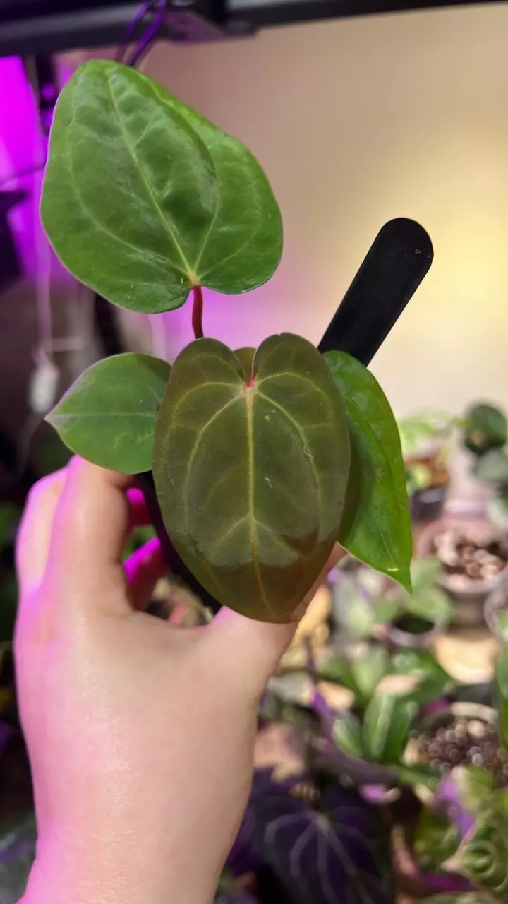 plant/0018 (NSE Port x RLFS) x RL self-0