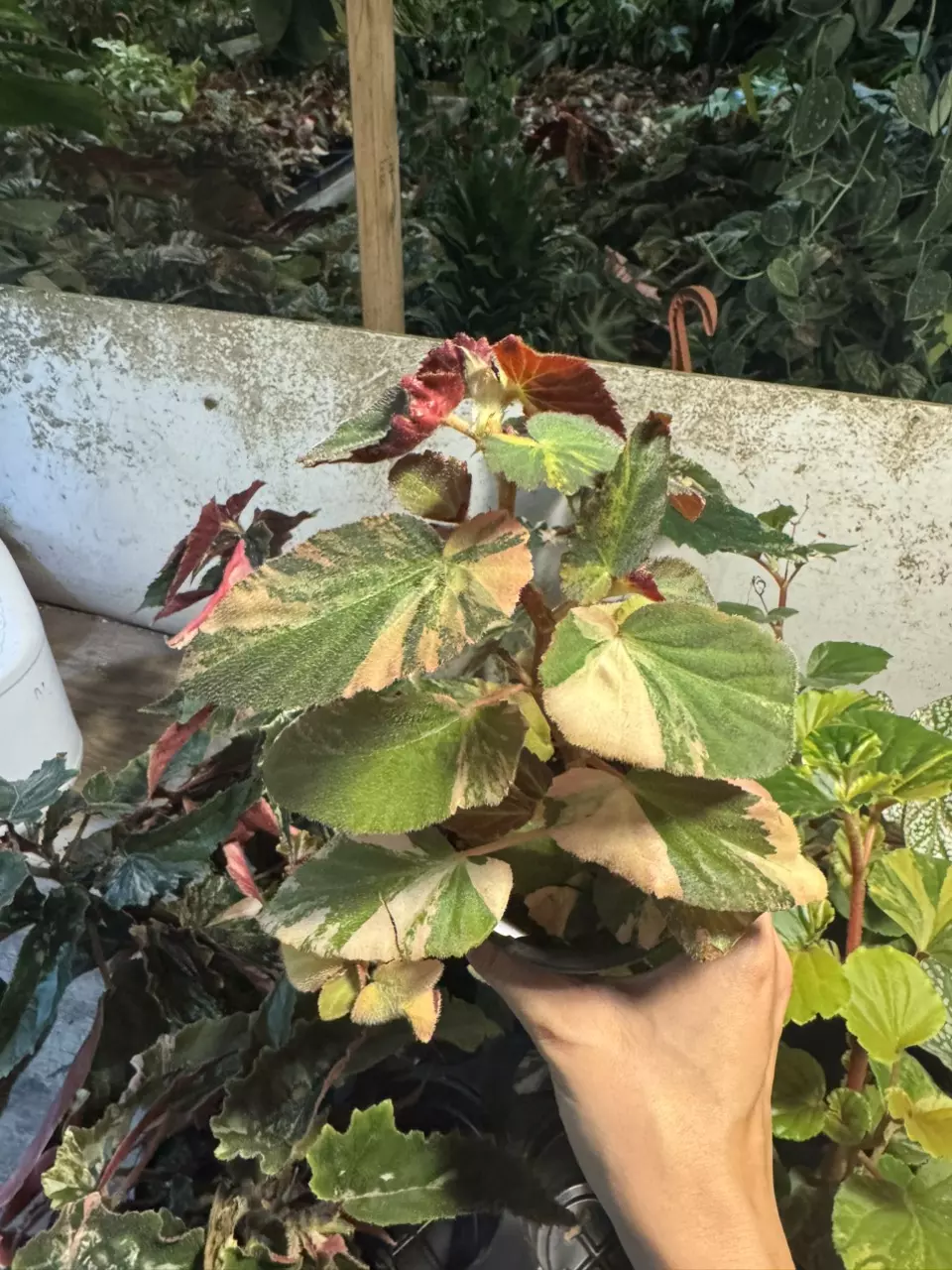 plant/PS-8670 Begonia ‘Withlacoochee’ (Variegated)-0