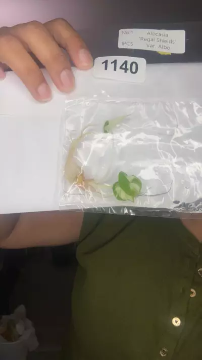 plant/1140-0-thumbnail