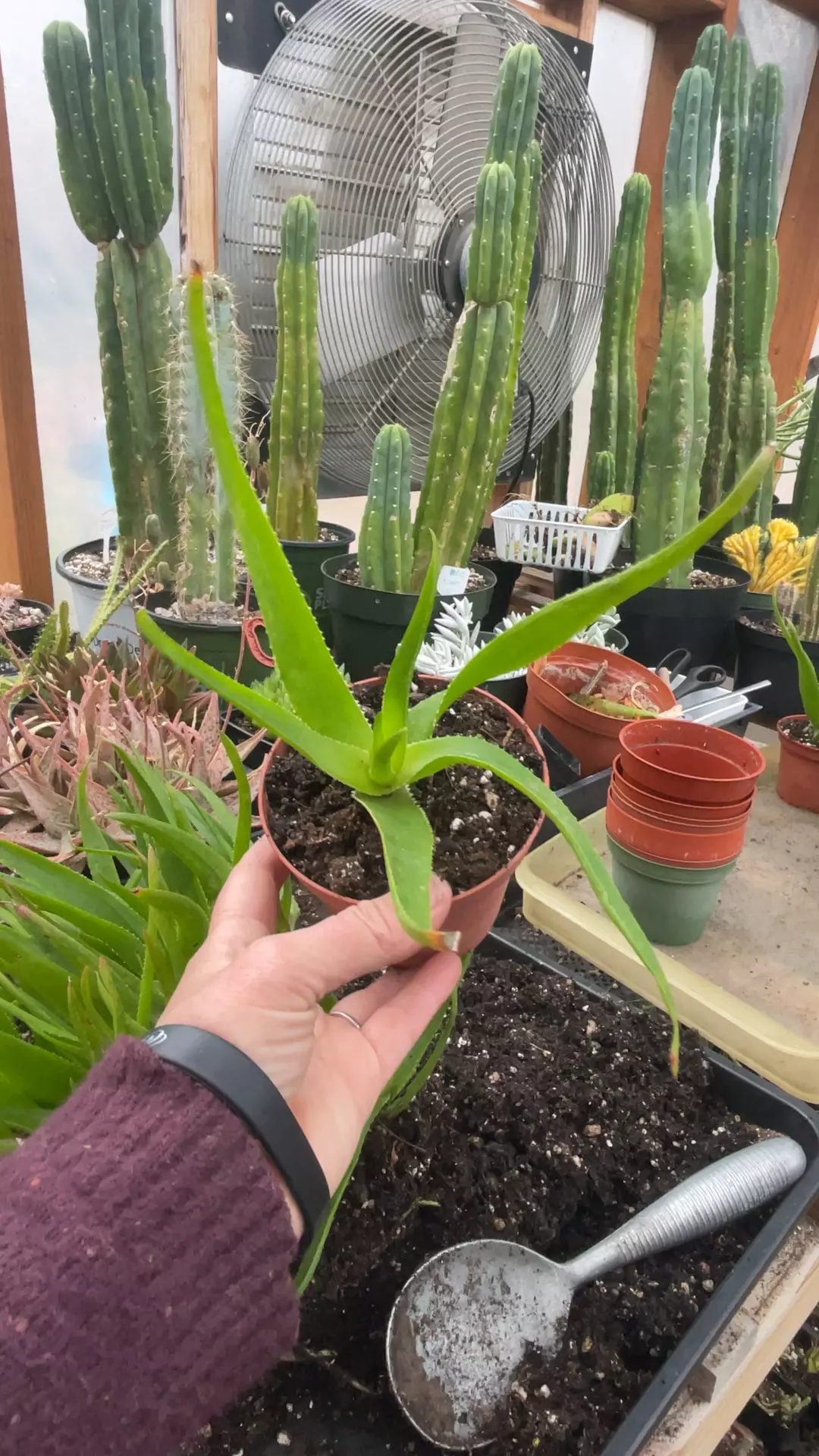 plant/Climbing Aloe 3.5”-0