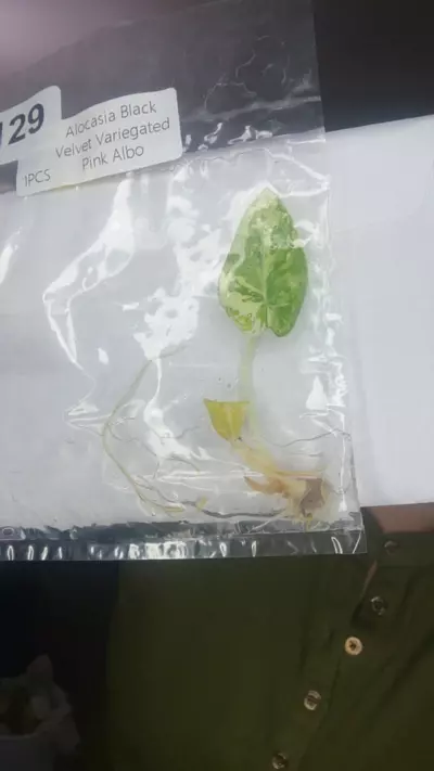 plant/1128-0-thumbnail