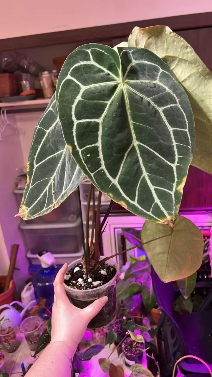 plant/Anth Dark Crystal large-0