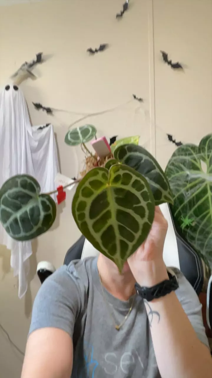 plant/#0097 Red Tiger-0