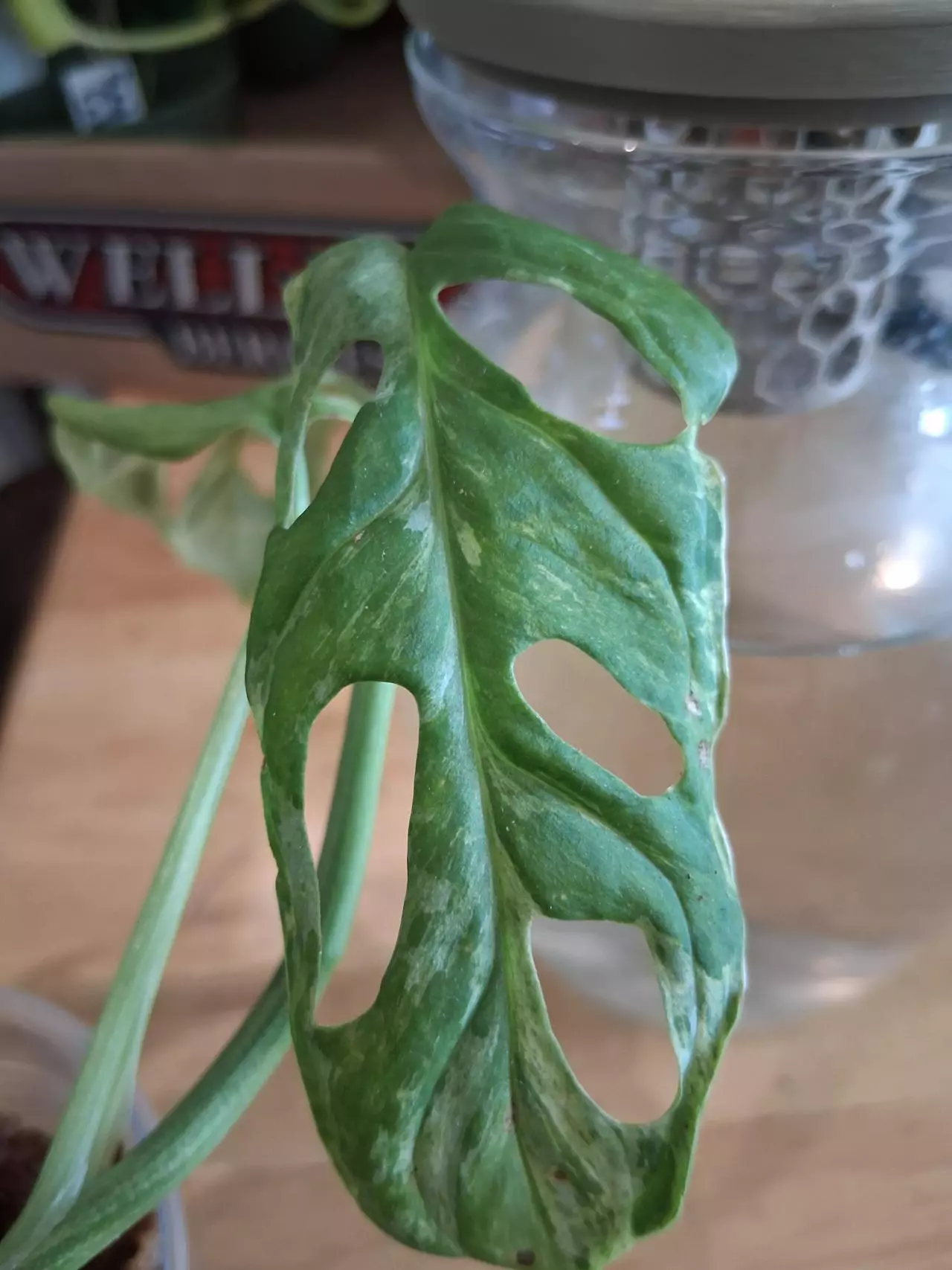 plant/80 Adansonii Mint Monstera-3