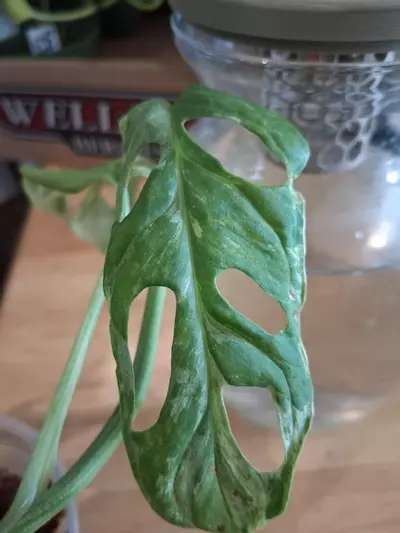 plant/80 Adansonii Mint Monstera-3-thumbnail