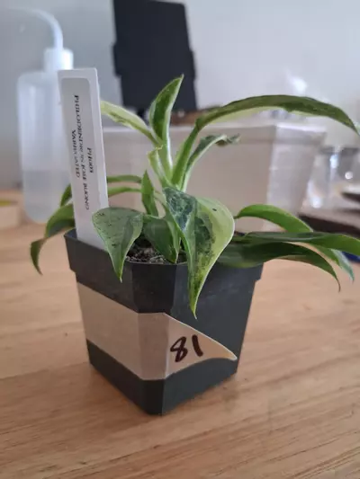 plant/81 Jose Bouno Philodendron-0-thumbnail