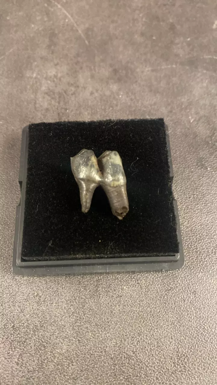 plant/Ice Age Deer Tooth- Choice-0