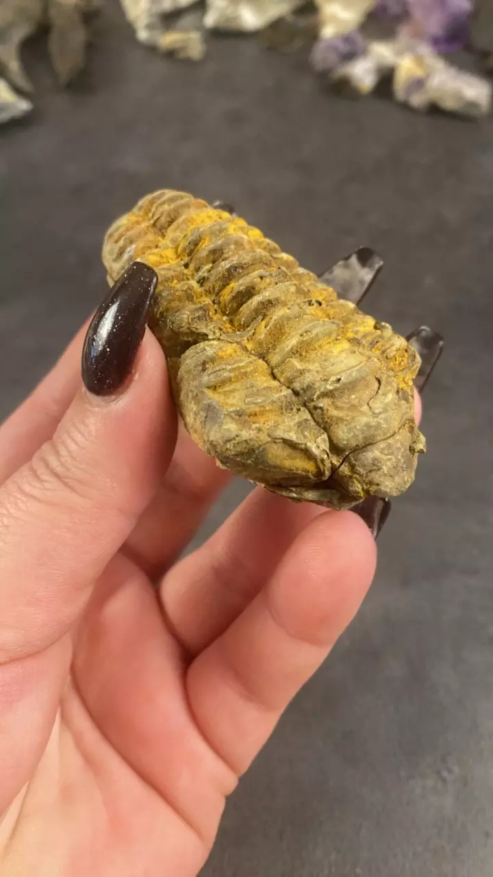 plant/Calymene sp. Trilobite Large-0