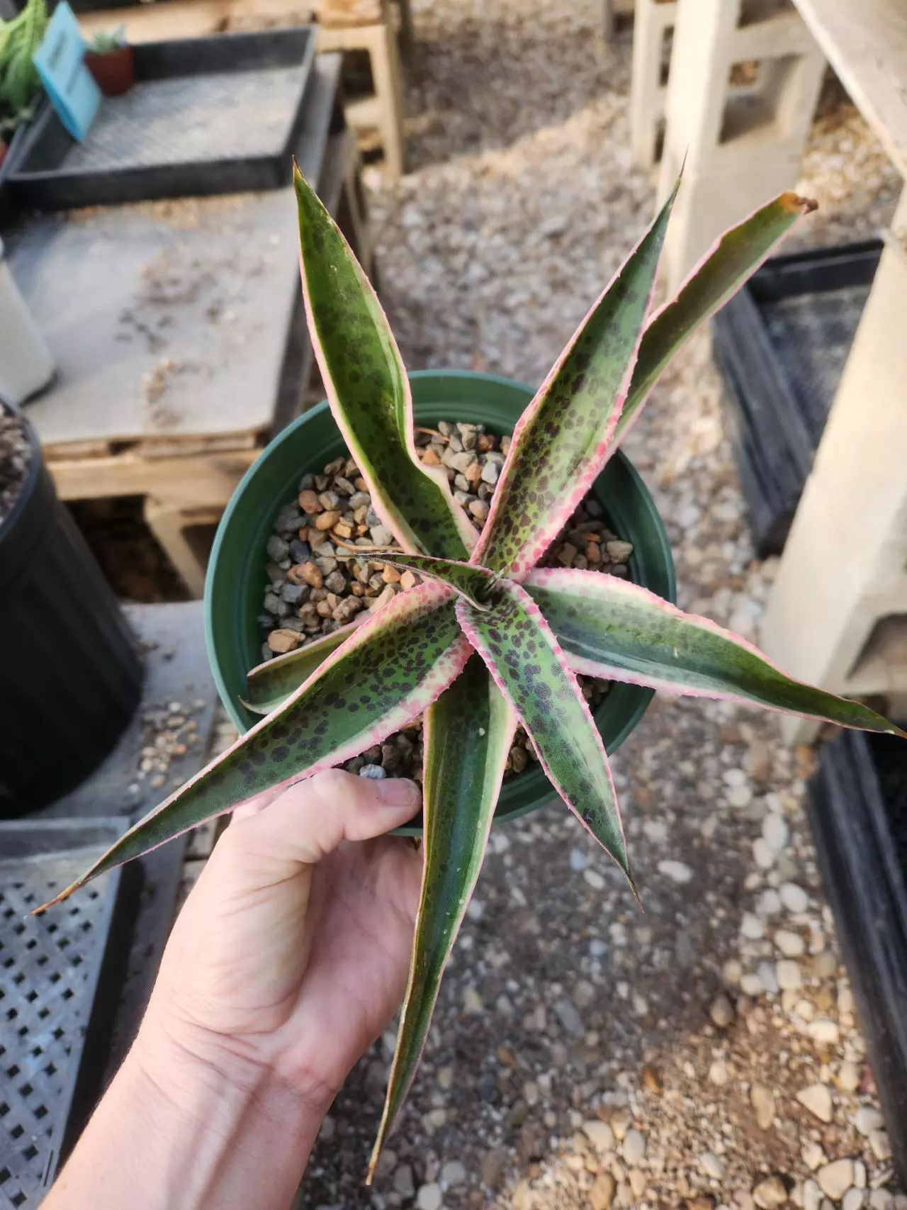 plant/Mangave "Snow Leopard"-0