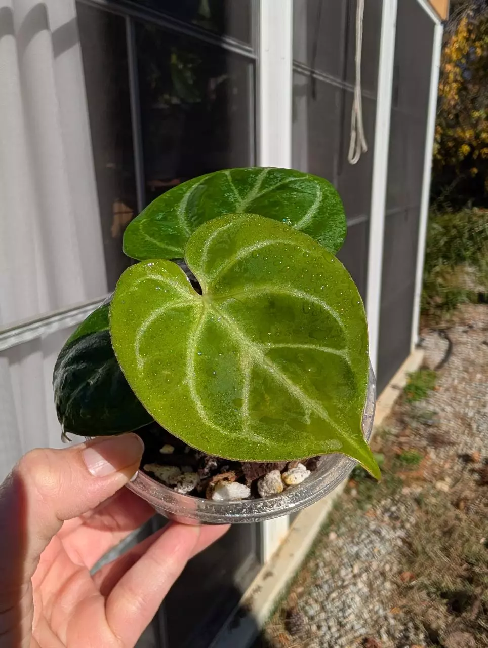 plant/Anthurium King of Spades👑-0