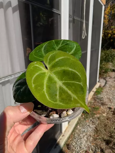 plant/Anthurium King of Spades👑-0-thumbnail