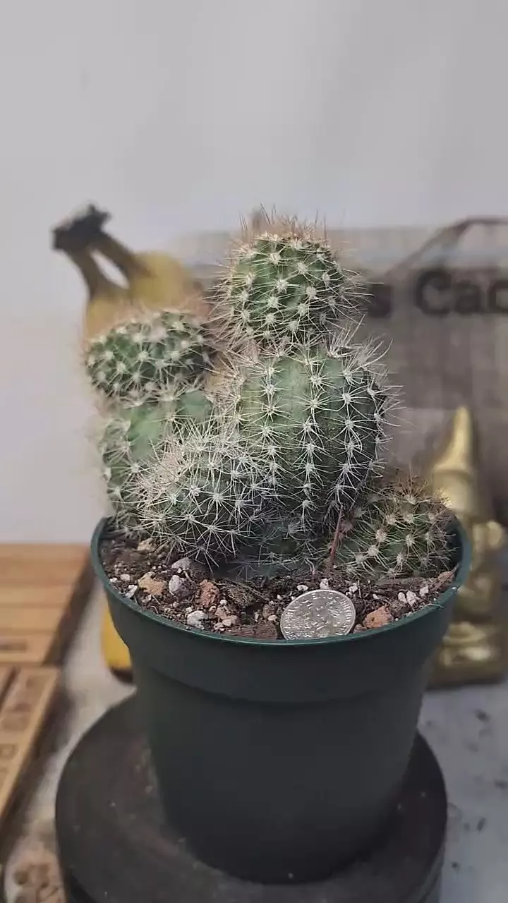 plant/D194 Echinopsis stacker cv. Zulk balls 4" pot-0