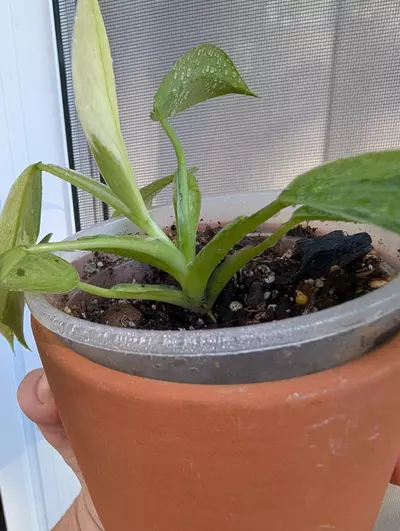 plant/Philodendron Jose Buono-1-thumbnail