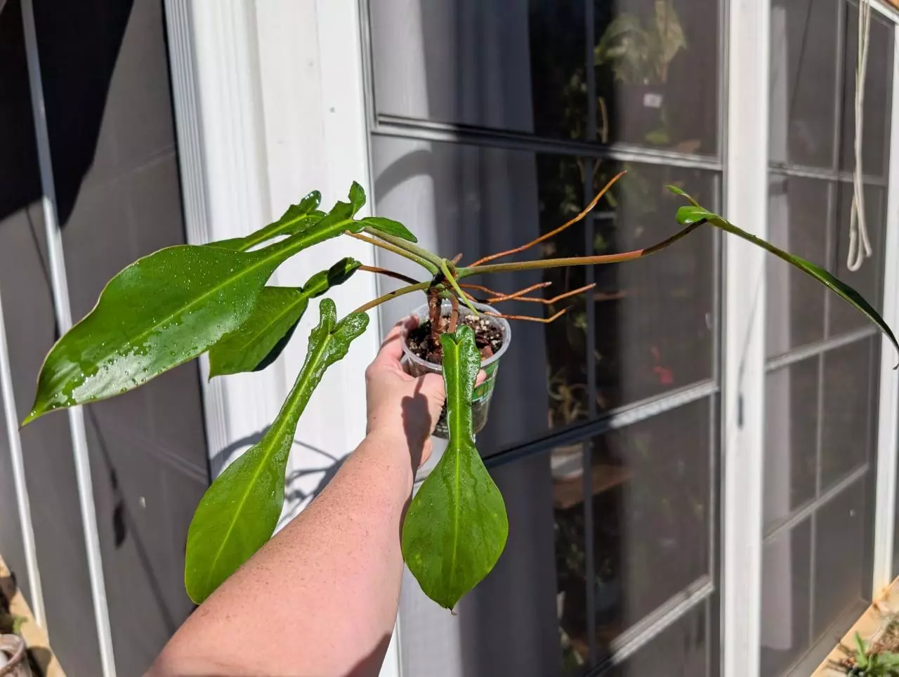 plant/Philodendron Joepii-0