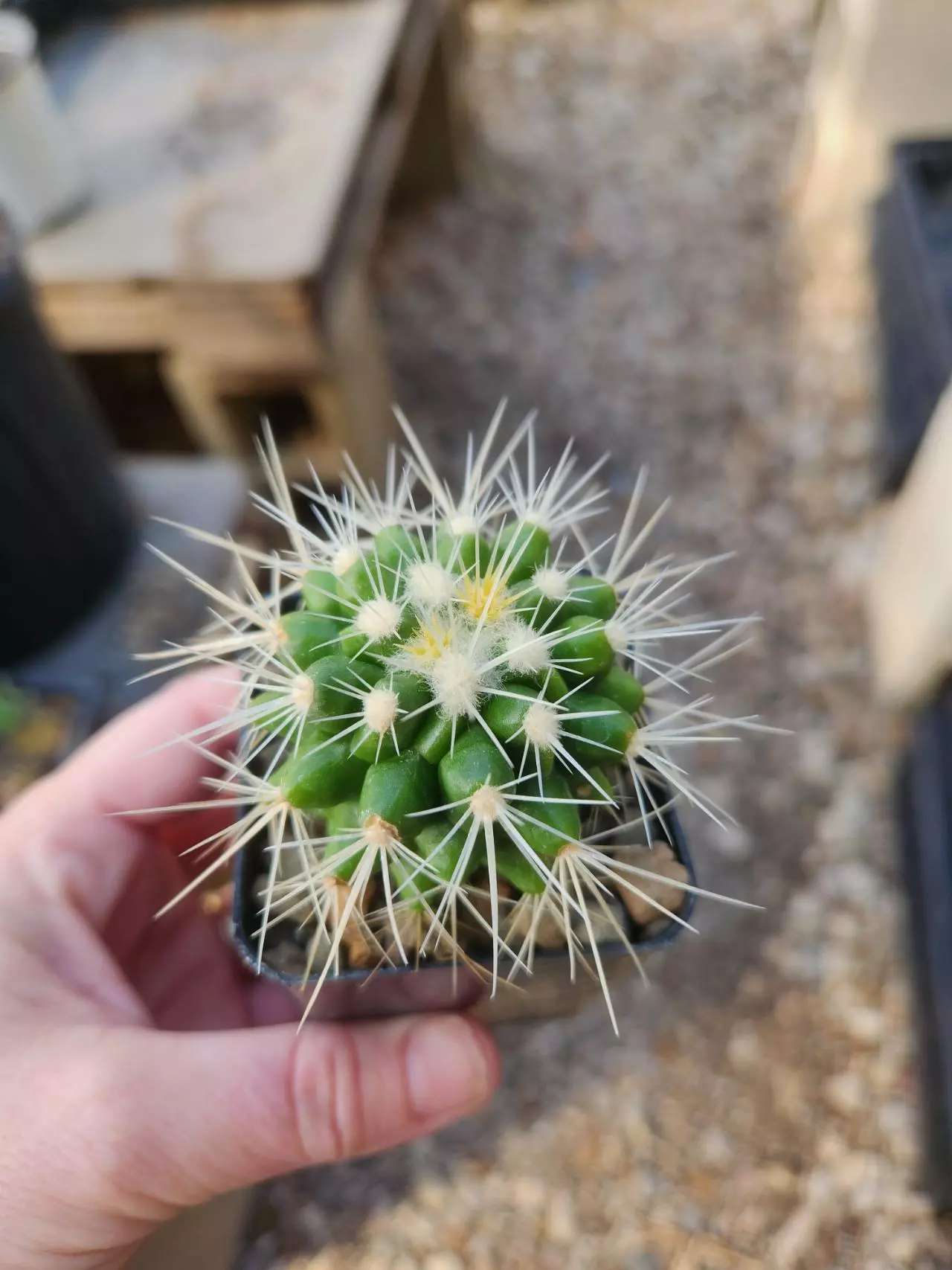 plant/Echinocactus grusonii "White barrel" seed grown-0