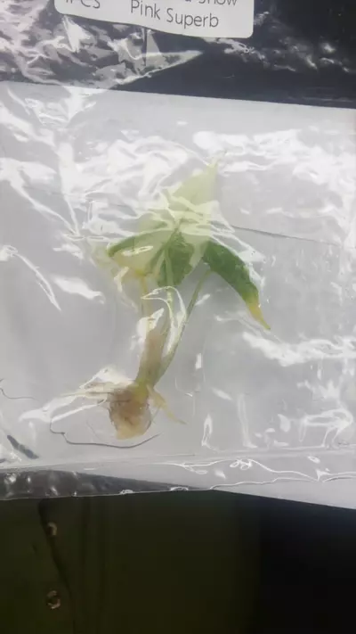 plant/1128-0-thumbnail