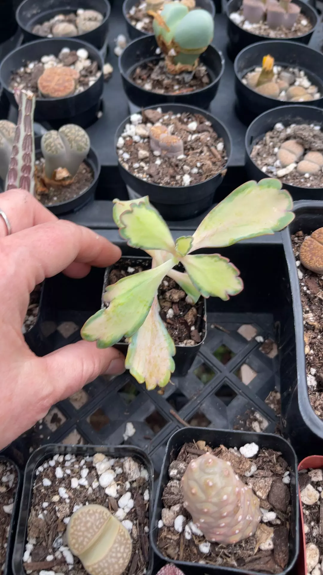 plant/Kalanchoe Stained Glass 2”-0