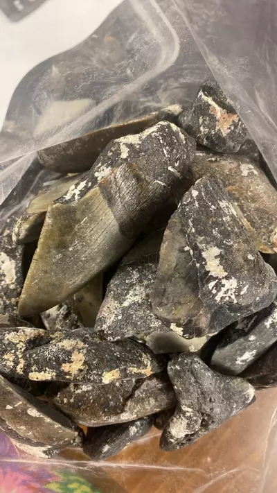 plant/Mystery Grab- Stocking Stuffer Megalodon Partial-0-thumbnail