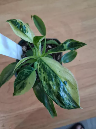 plant/81 Jose Bouno Philodendron-1-thumbnail