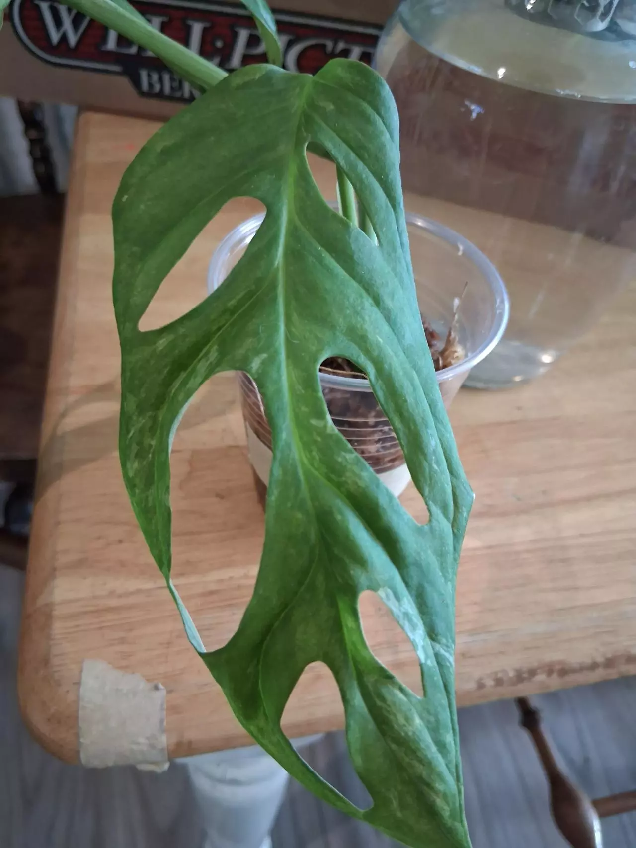 plant/80 Adansonii Mint Monstera-1