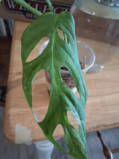 plant/80 Adansonii Mint Monstera-1-thumbnail