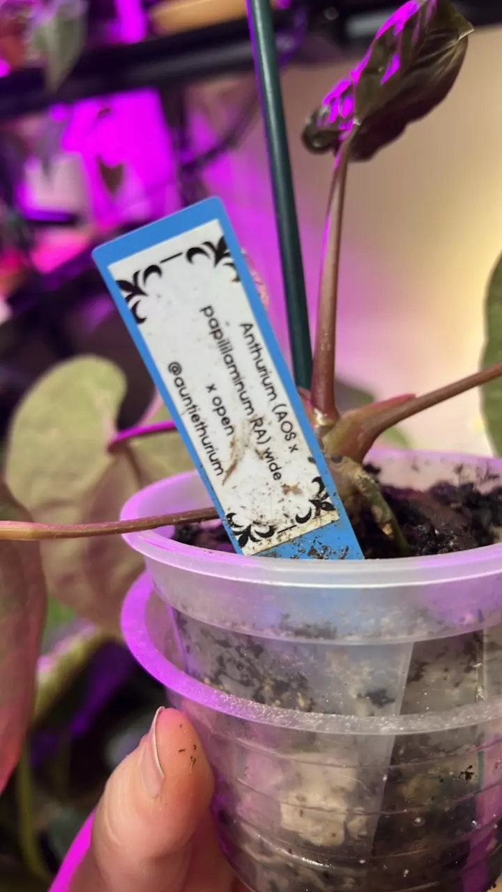 plant/Anth (AOS x Pap) wide x open-1