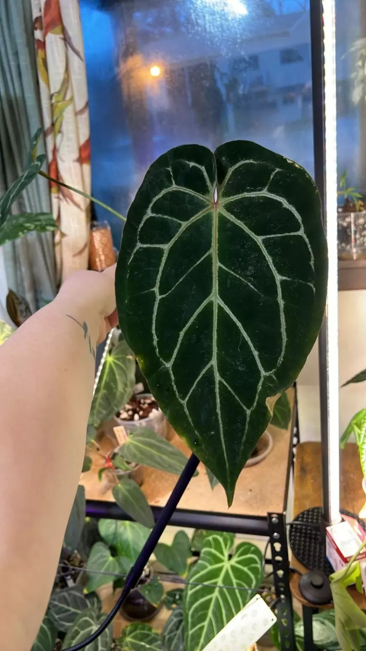 plant/Anth Red Mag x Michelle-0