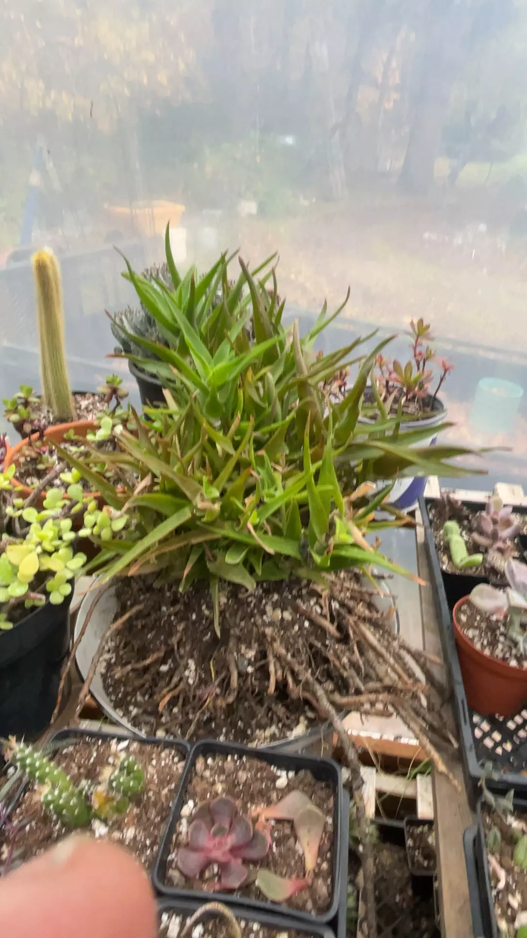 plant/Climbing Aloe cutting 8”-0