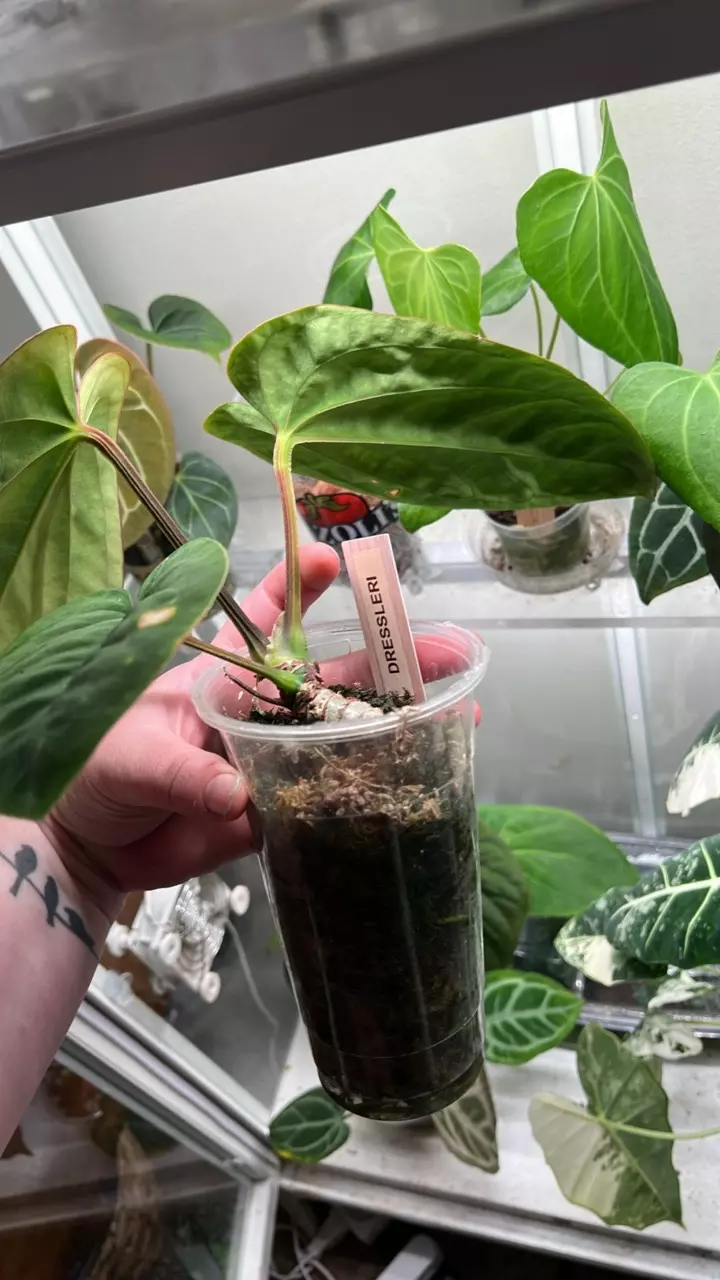 plant/Anth Dresserli-1