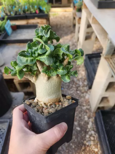 plant/Adenium arabicum "Dorset Horn" root trained-0-thumbnail