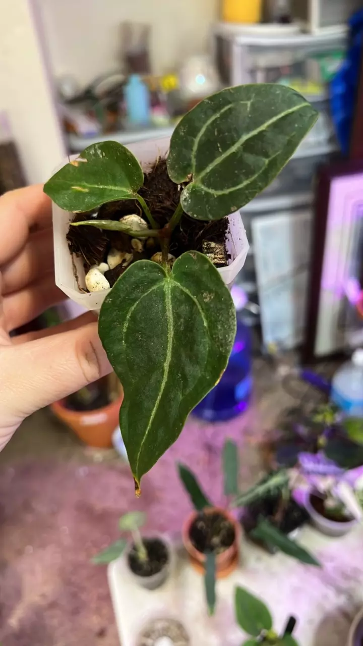 plant/0022 forgettii hybrid-0